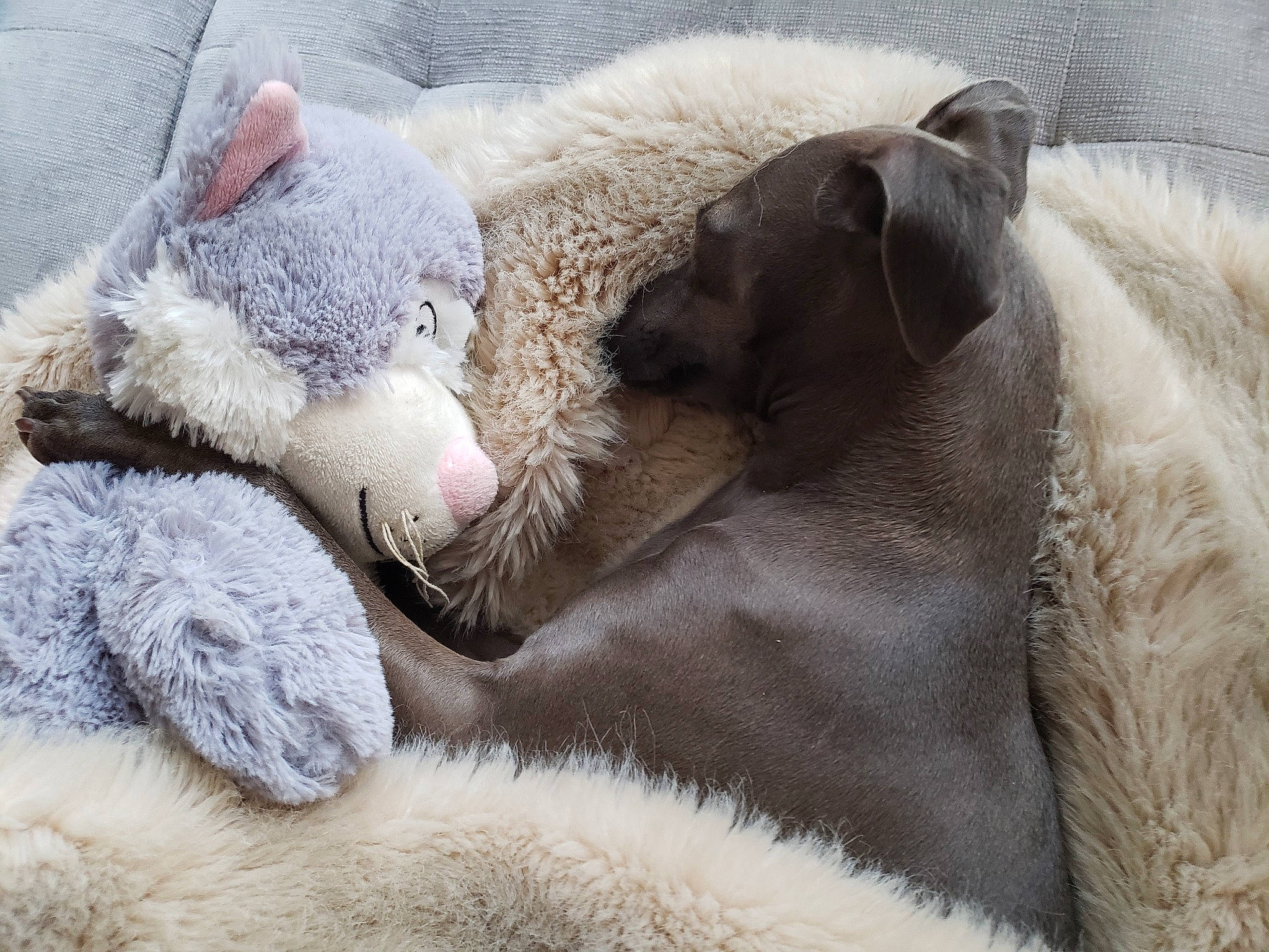 Izzabella Azure is registered to the contest to win money with this photo: carnivore, cat, claw, fawn, felidae, fur, nap, sleep, small_to_medium_sized_cats, snout, whiskers