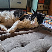 Loulou participe au concours pour gagner de l'argent avec cette photo : bed, black_and_white, blanket, cat, cozy, curious, curtain, drawer_unit, feline, fur, furniture, home, indoor, paw, pet, quilt, relaxed, resting, soft, window