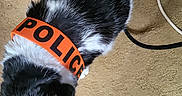 Loulou participe au concours pour gagner de l'argent avec cette photo : animal, black_and_white, cable, carpet, cat, closeup, collar, curious, domestic, ears, feline, floor, fur, indoor, investigation, mammal, orange, pet, police, whiskers