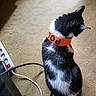 Loulou a rejoint le concours — aidez-le/la à gagner de superbes lots ! animal, black_and_white, carpet, cat, collar, cord, cute, domestic, feline, floor, fur, home, indoor, looking_away, orange_band, pet, power_strip, sitting, tail, whiskers