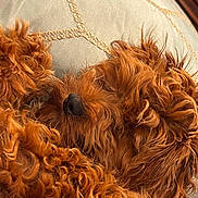 Mokki is registered to the contest to win money with this photo: dog, sleeping, curly_fur, brown, pet, close_up, cushion, fabric, resting, cozy, indoor, fur_texture, animal, nostril, paw, relaxation, cute, companion, home, snuggle