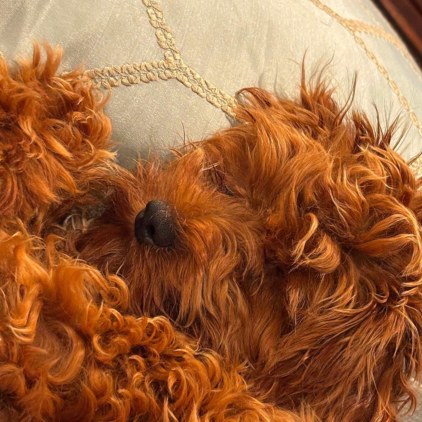 Mokki is registered to the contest to win money with this photo: animal, brown, close_up, companion, cozy, curly_fur, cushion, cute, dog, fabric, fur_texture, home, indoor, nostril, paw, pet, relaxation, resting, sleeping, snuggle