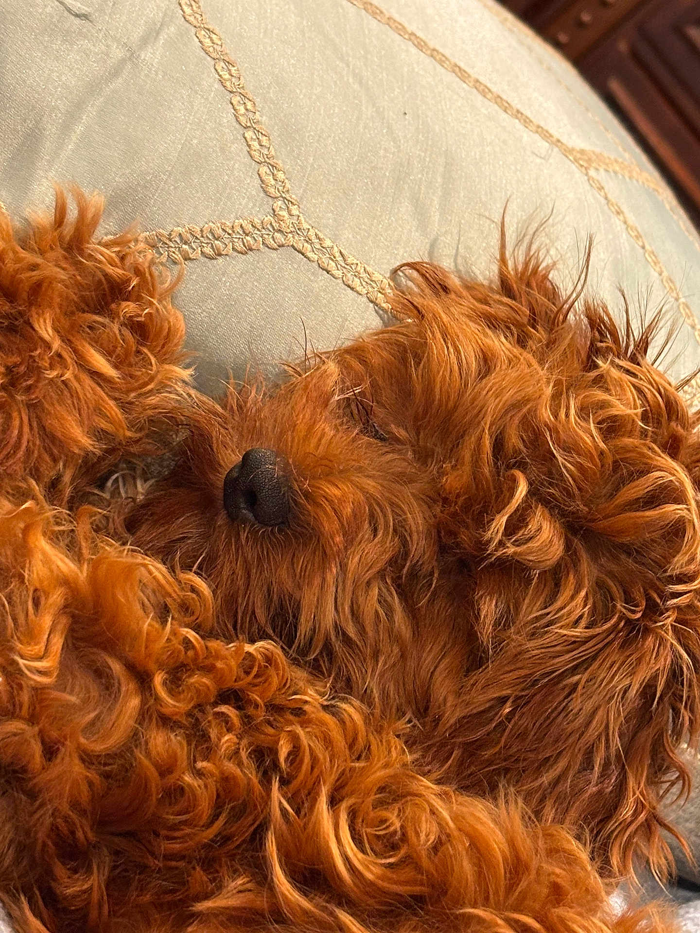 Mokki is registered to the contest to win money with this photo: dog, sleeping, curly_fur, brown, pet, close_up, cushion, fabric, resting, cozy, indoor, fur_texture, animal, nostril, paw, relaxation, cute, companion, home, snuggle