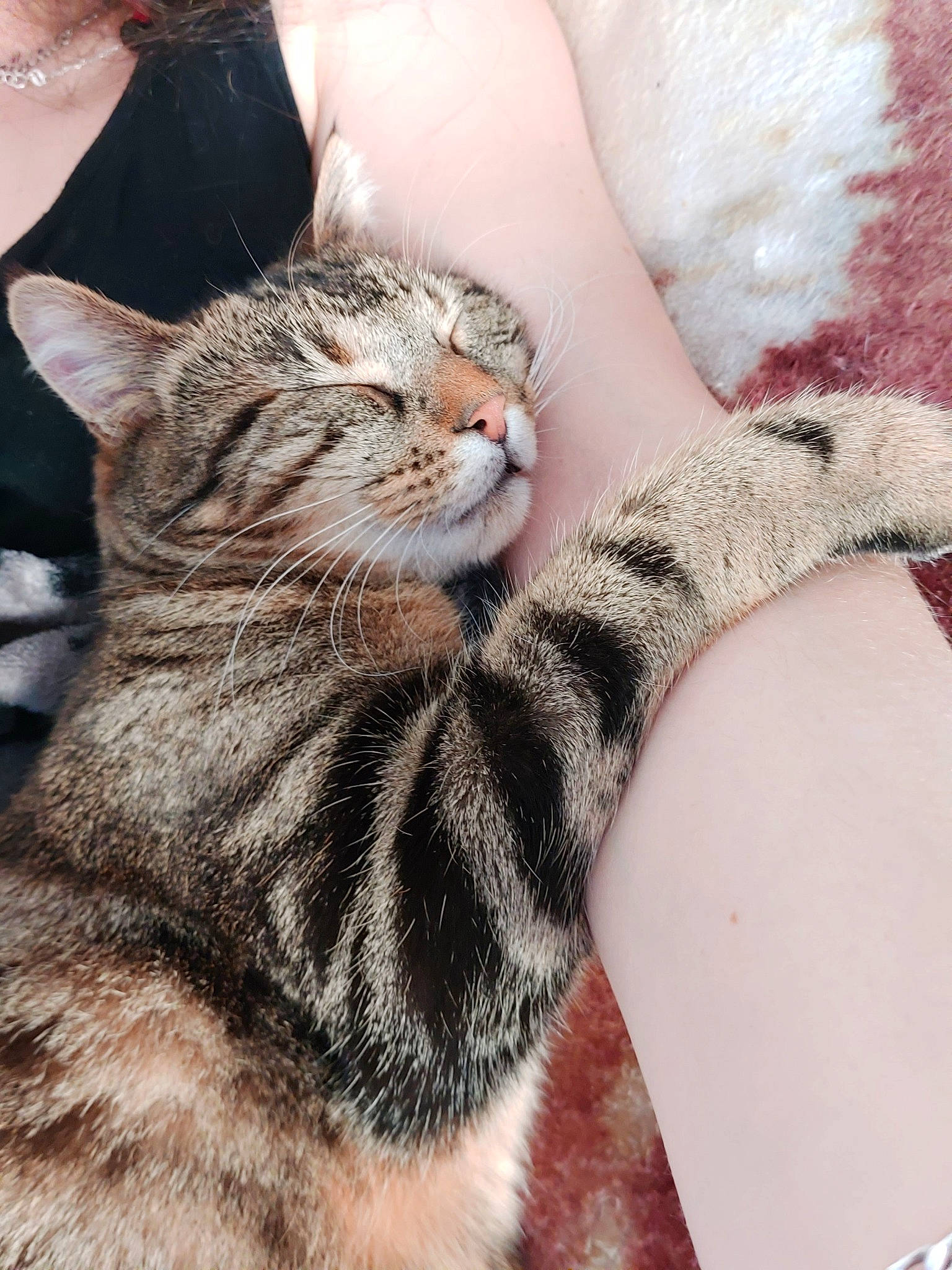 Poker participe au concours pour gagner de l'argent avec cette photo : american_shorthair, american_wirehair, asian, california_spangled, carnivore, cat, domestic_short_haired_cat, dragon_li, egyptian_mau, european_shorthair, felidae, fur, kitten, mammal, paw, pixie_bob, small_to_medium_sized_cats, tabby_cat, vertebrate, whiskers