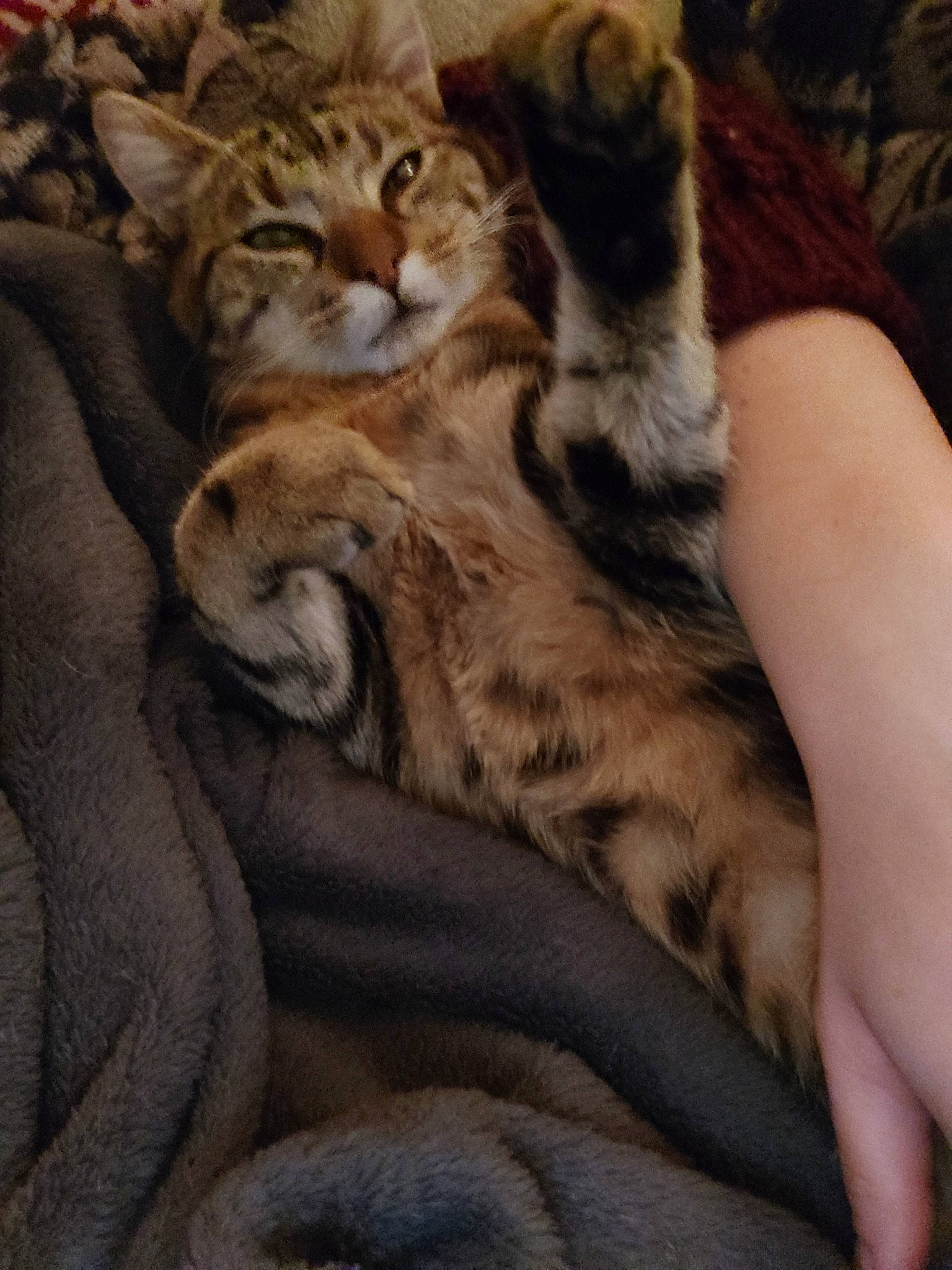 Poker participe au concours pour gagner de l'argent avec cette photo : american_shorthair, asian, carnivore, cat, claw, domestic_short_haired_cat, dragon_li, egyptian_mau, european_shorthair, fawn, felidae, fur, kitten, mammal, paw, pixie_bob, small_to_medium_sized_cats, sokoke, tabby_cat, whiskers