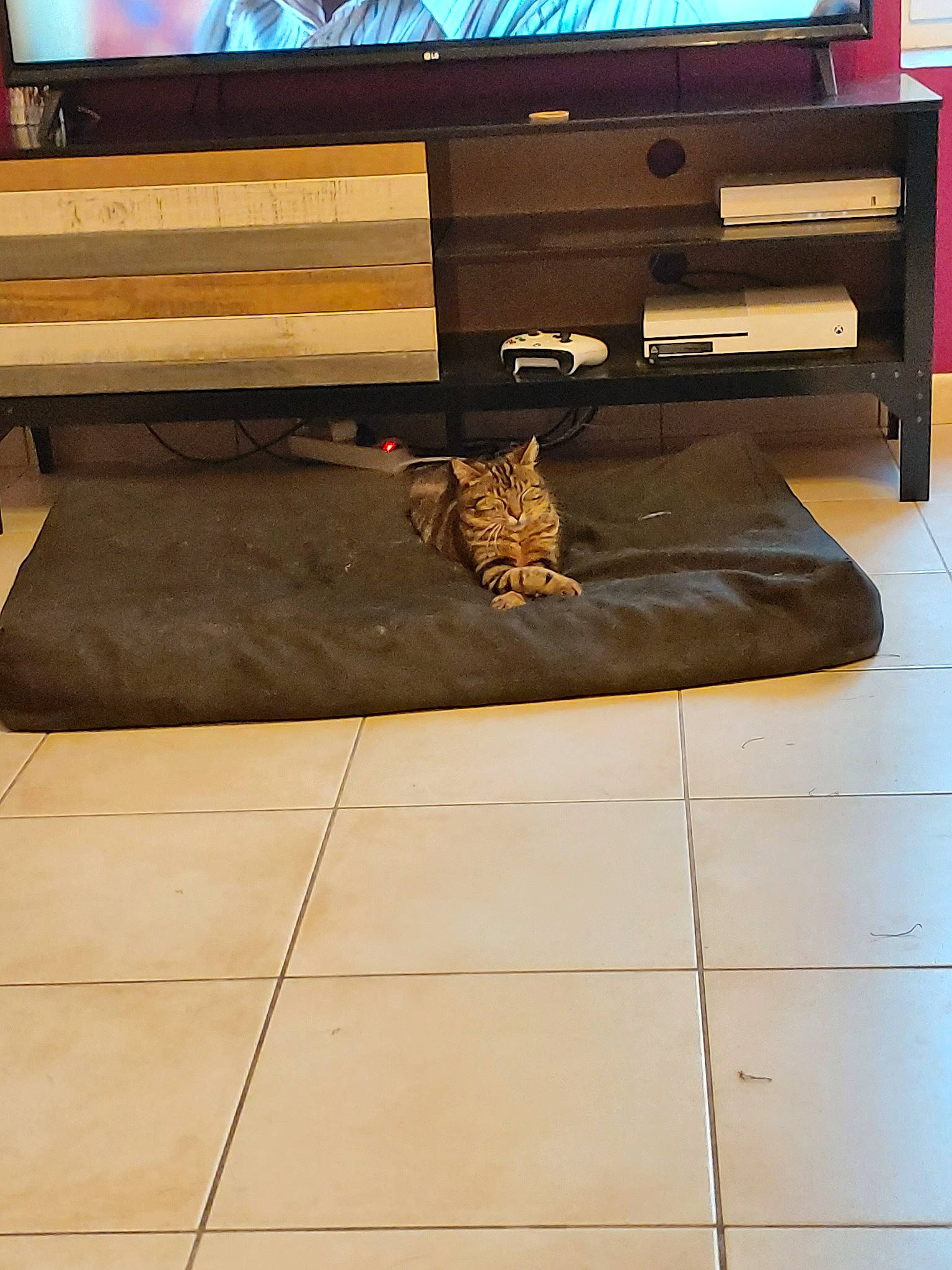 Poker a rejoint le concours — aidez-le/la à gagner de superbes lots ! bench, brown, cat, coffee_table, felidae, floor, flooring, furniture, hardwood, interior_design, laminate_flooring, plywood, rectangle, room, small_to_medium_sized_cats, table, tile, wood, wood_flooring, wood_stain