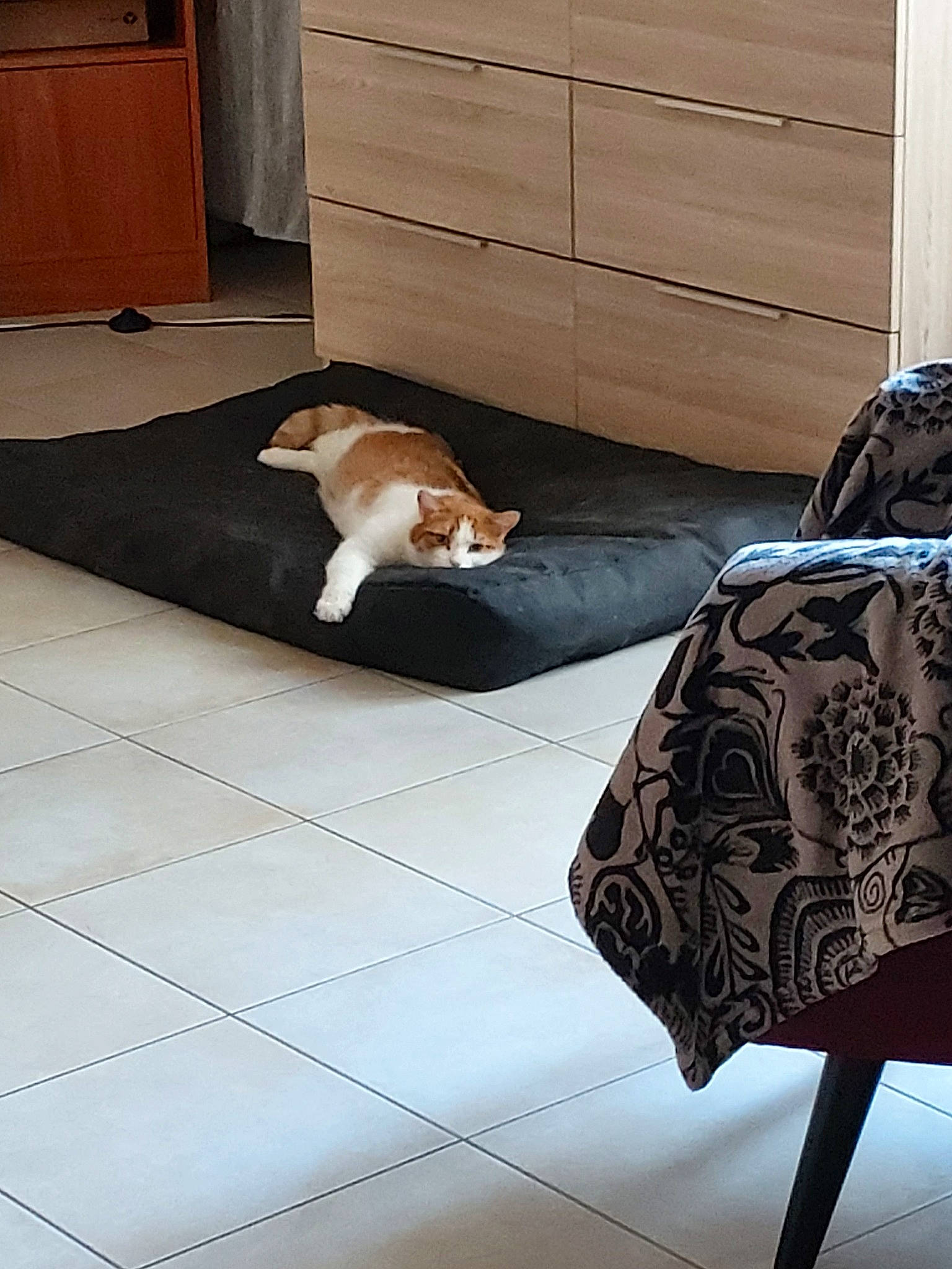 Titi a rejoint le concours — aidez-le/la à gagner de superbes lots ! canidae, carnivore, carpet, cat, chair, comfort, companion_dog, couch, dog, floor, flooring, furniture, hardwood, interior_design, room, slipcover, table, tile, wood, wood_flooring