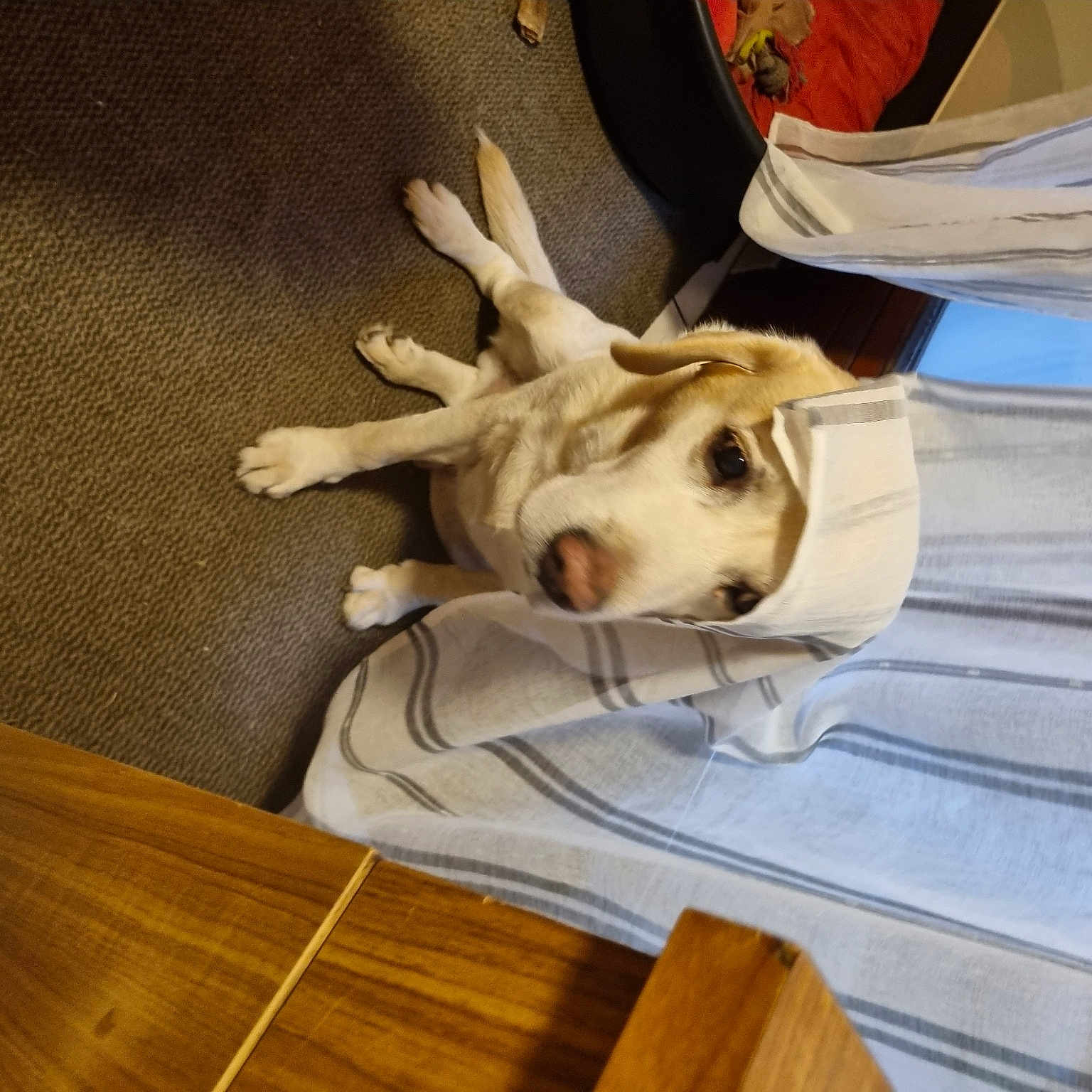 Grysbie