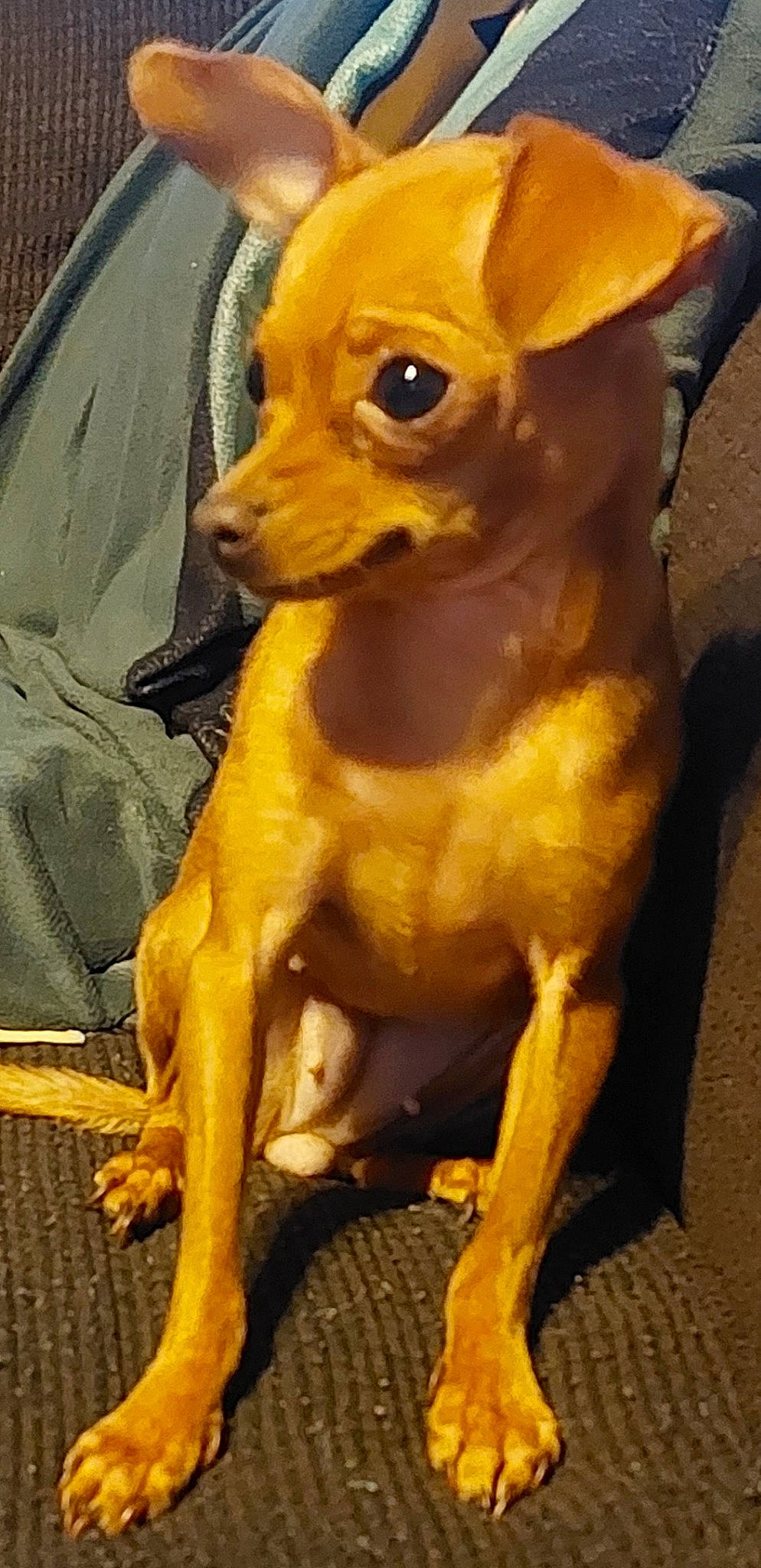 Chevelle joined the competition — help win amazing prizes! canidae, carnivore, chihuahua, companion_dog, dog, dog_breed, dog_supply, ear, fawn, fur, liver, metal, pet_supply, snout, sporting_group, tail, toy_dog, whiskers, wood, working_animal