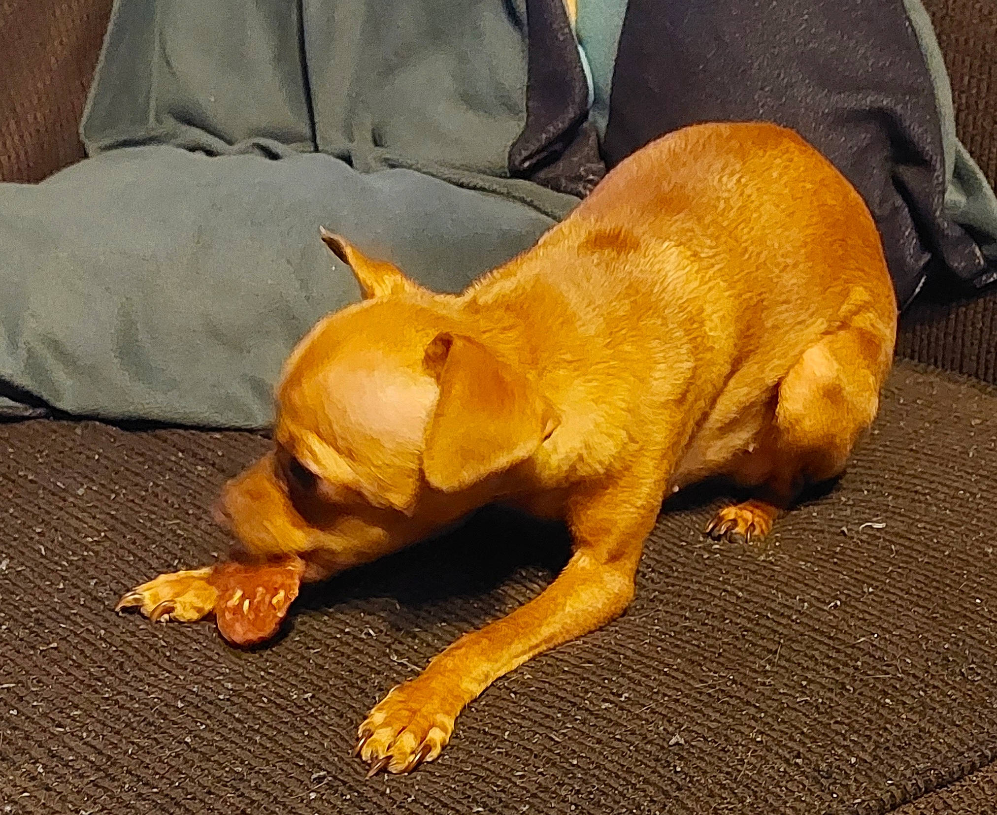 Chevelle is registered to the contest to win money with this photo: boston_terrier, carnivore, claw, comfort, companion_dog, dog, dog_breed, fawn, flooring, guard_dog, liver, paw, snout, sporting_group, tail, terrestrial_animal, toy_dog, whiskers, wood, working_animal