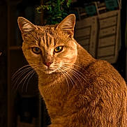 Alfred a rejoint le concours — aidez-le/la à gagner de superbes lots ! cat, orange_cat, feline, pet, animal, portrait, closeup, whiskers, ears, green_eyes, fur, ginger_fur, tabby, sitting, indoor, home, furniture, houseplant, warm_lighting, serious_expression