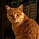 Alfred