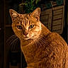 cat, orange_cat, feline, pet, animal, portrait, closeup, whiskers, ears, green_eyes, fur, ginger_fur, tabby, sitting, indoor, home, furniture, houseplant, warm_lighting, serious_expression