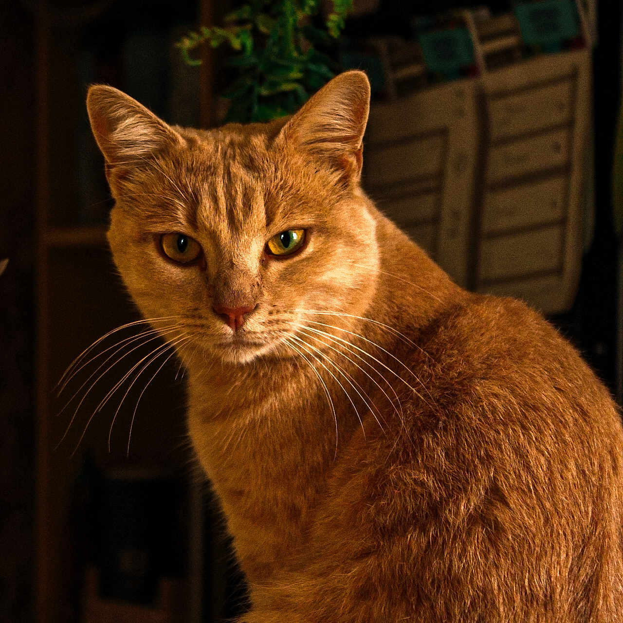 Alfred
