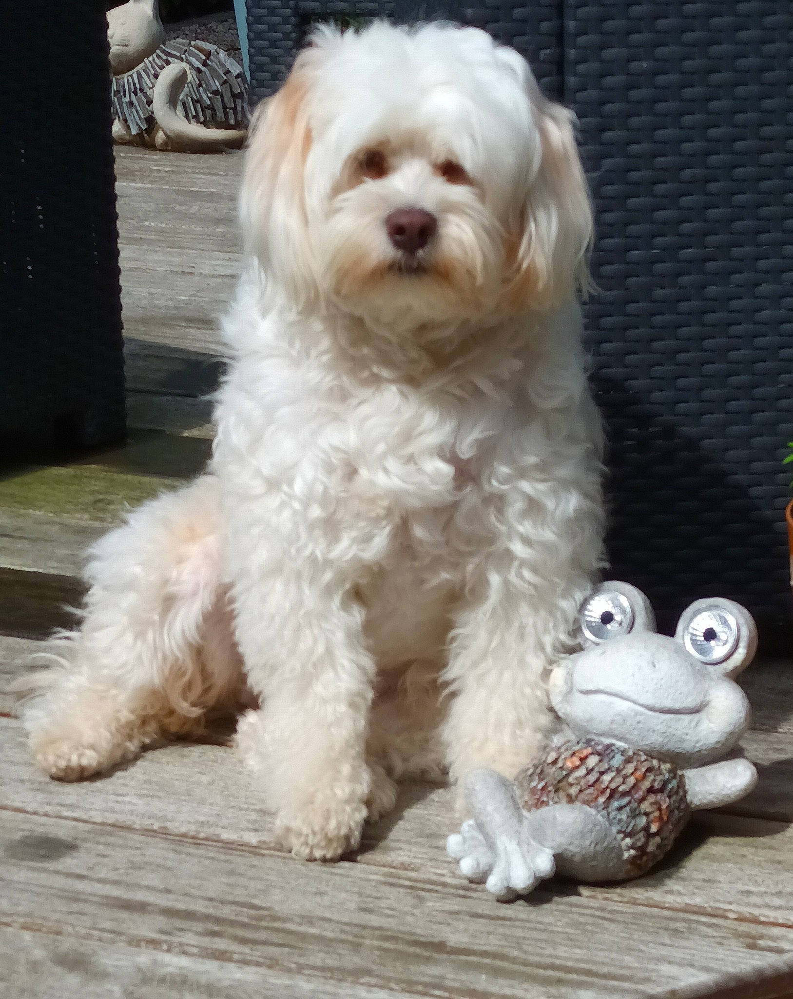 Léa participe au concours pour gagner de l'argent avec cette photo : canidae, carnivore, companion_dog, dog, dog_breed, dog_collar, dog_supply, fur, maltepoo, non_sporting_group, puppy_love, shih_poo, small_terrier, snout, sporting_group, terrier, tire, toy_dog, working_animal, yorkipoo