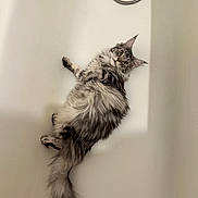 Ariel a rejoint le concours — aidez-le/la à gagner de superbes lots ! bathtub, cat, curled_paws, domestic_animal, ears, feline, fluffy, fur_pattern, grooming_area, indoor, long_hair, lying_down, pet, portrait, relaxed, tail, tub, whiskers, white_background, yellow_eyes