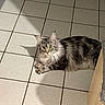 Ariel participe au concours pour gagner de l'argent avec cette photo : animal, cat, cozy, curious, domestic_cat, ears, floor_tiles, gray_fur, indoor, long_fur, looking_at_camera, maine_coon, paws, pet, portrait, shadow, sitting, tile_floor, whiskers, yellow_eyes