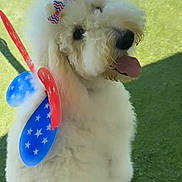 Kona is registered to the contest to win money with this photo: animal, blue, bow, canine, costume, cute, dog, fluffy, fur, grass, happy, outdoor, patriotic, pet, playful, red, summer, tongue_out, white, white_stars