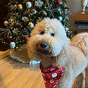 Kai is registered to the contest to win money with this photo: bandana, canine, celebration, christmas_tree, curly_fur, decorations, dog, festive, floor_tiles, gold, holiday, indoor, lights, ornaments, pet, poodle, red, seasonal, silver, smiling