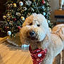 bandana, canine, celebration, christmas_tree, curly_fur, decorations, dog, festive, floor_tiles, gold, holiday, indoor, lights, ornaments, pet, poodle, red, seasonal, silver, smiling