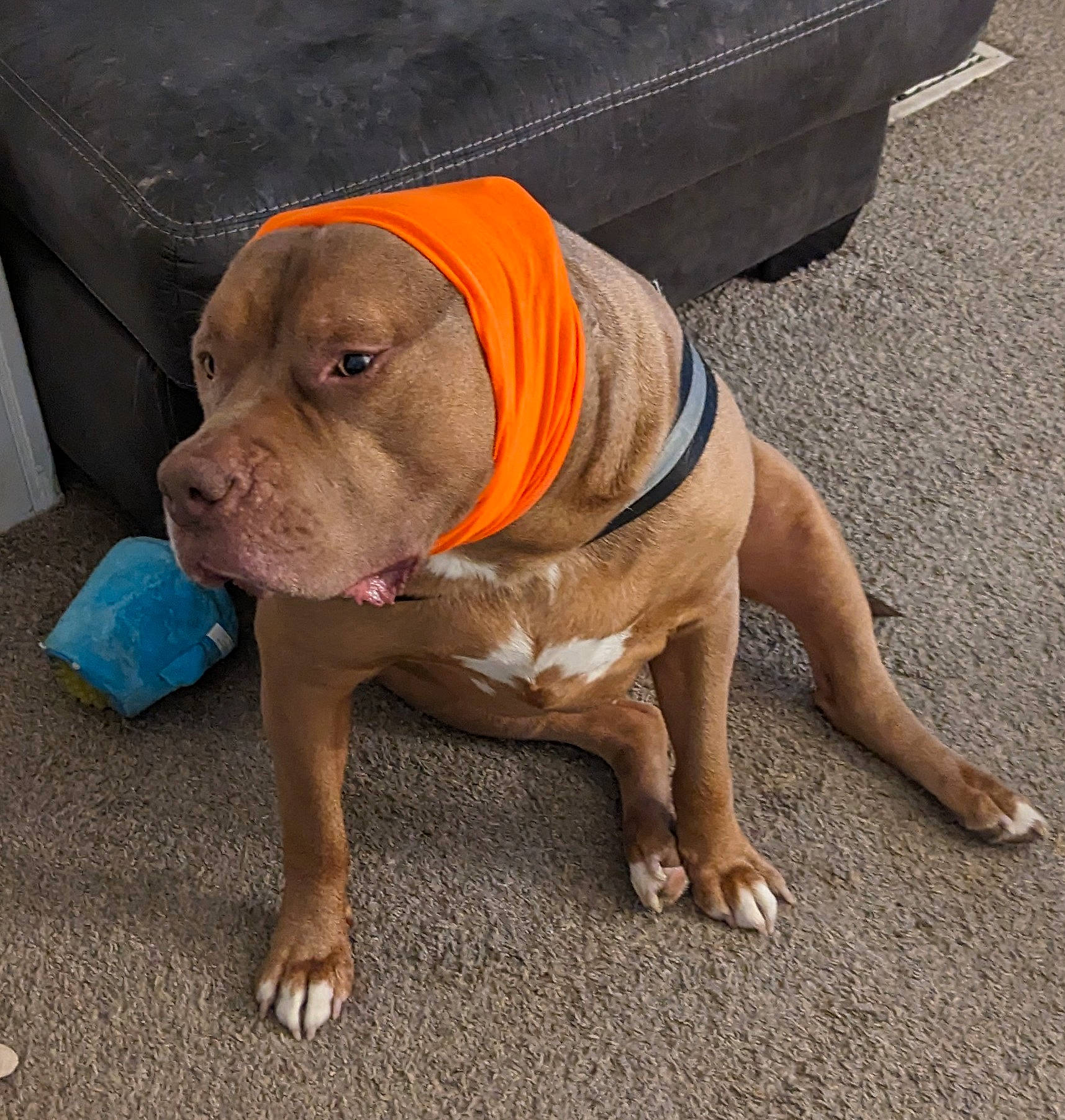 Hades is registered to the contest to win money with this photo: asphalt, canidae, carnivore, collar, companion_dog, concrete, dog, dog_breed, dog_collar, dog_supply, fawn, hat, leash, liver, non_sporting_group, pet_supply, road_surface, working_animal, working_dog, wrinkle