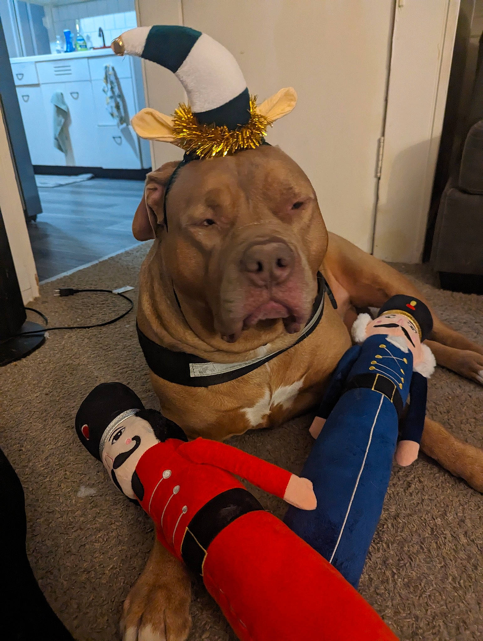 Hades is registered to the contest to win money with this photo: carnivore, companion_dog, costume, costume_hat, dog, dog_breed, dog_supply, event, fashion_accessory, fawn, fictional_character, fun, fur, glove, hat, headgear, personal_protective_equipment, snout, sporting_group, working_animal