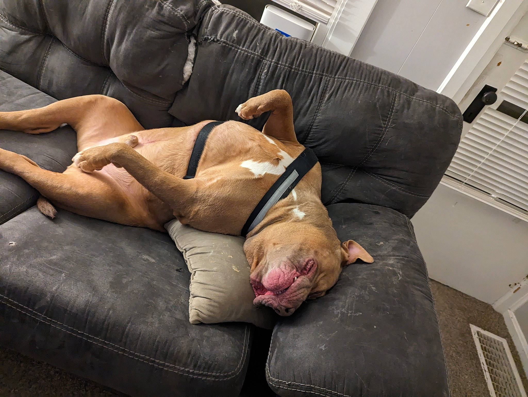 Hades joined the competition — help win amazing prizes! abdomen, barechested, canidae, carnivore, chest, comfort, companion_dog, couch, dog, dog_breed, fawn, flesh, flooring, foot, fur, human_leg, knee, snout, sporting_group, thigh