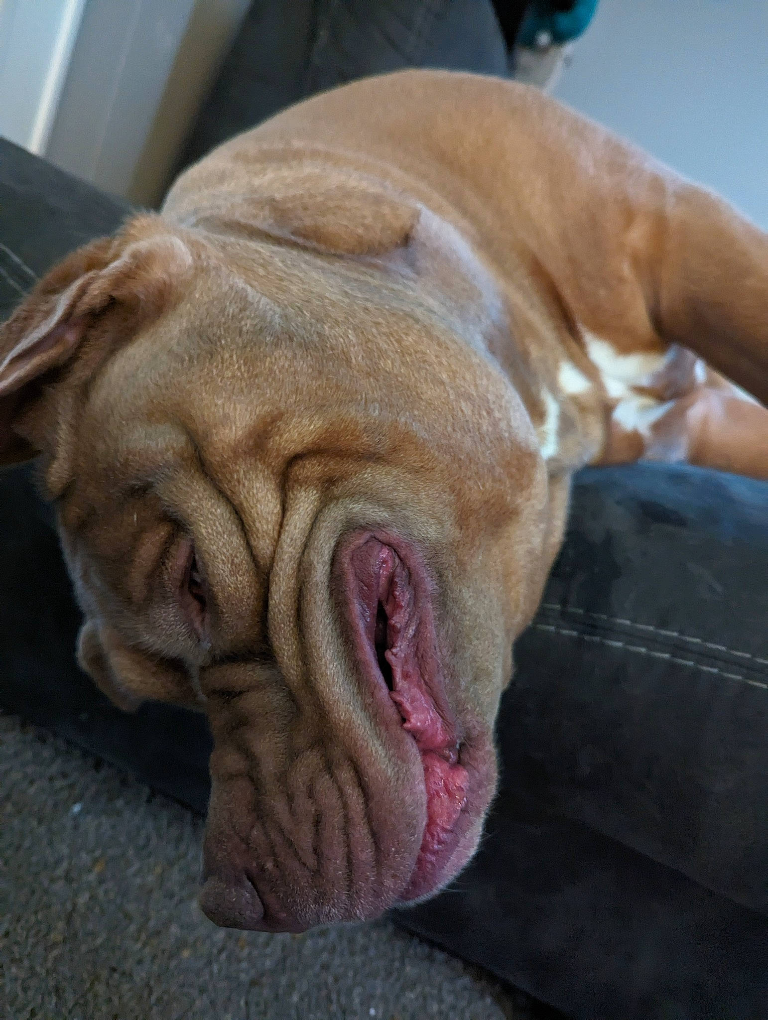 Hades joined the competition — help win amazing prizes! canidae, carnivore, collar, comfort, companion_dog, dog, dog_breed, dog_collar, ear, fawn, flower, fur, liver, paw, snout, sporting_group, terrestrial_animal, whiskers, working_animal, wrinkle