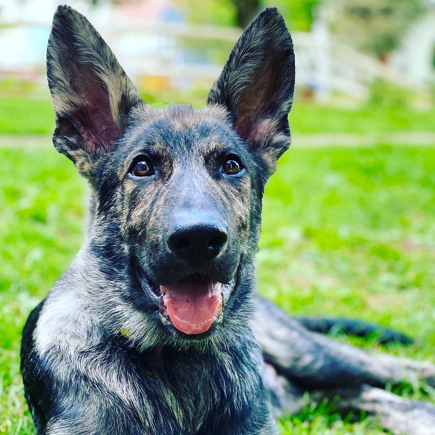 Sergeant is registered to the contest to win money with this photo: canidae, carnivore, dog, dog_breed, dutch_shepherd_dog, east_european_shepherd, german_shepherd_dog, king_shepherd, kunming_wolfdog, mammal, plant, rare_breed_dog, shiloh_shepherd_dog, snout, vertebrate, working_dog