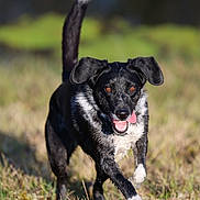 Rubbie a rejoint le concours — aidez-le/la à gagner de superbes lots ! dog, animal, outdoor, grass, running, tongue_out, happy, pet, mammal, black_and_white, ears, eyes, motion, action, closeup, portrait, field, sunny, nature, paws