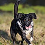 dog, animal, outdoor, grass, running, tongue_out, happy, pet, mammal, black_and_white, ears, eyes, motion, action, closeup, portrait, field, sunny, nature, paws