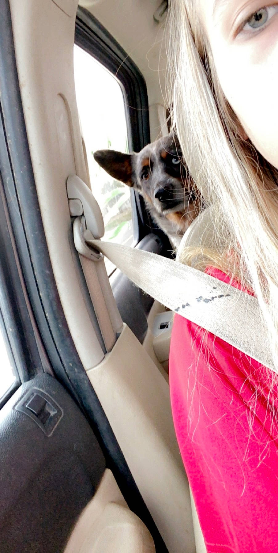 Bailey is registered to the contest to win money with this photo: auto_part, canidae, car, car_seat, car_seat_cover, fawn, long_hair, pink, plant, seat_belt, steering_wheel, vehicle, vehicle_door