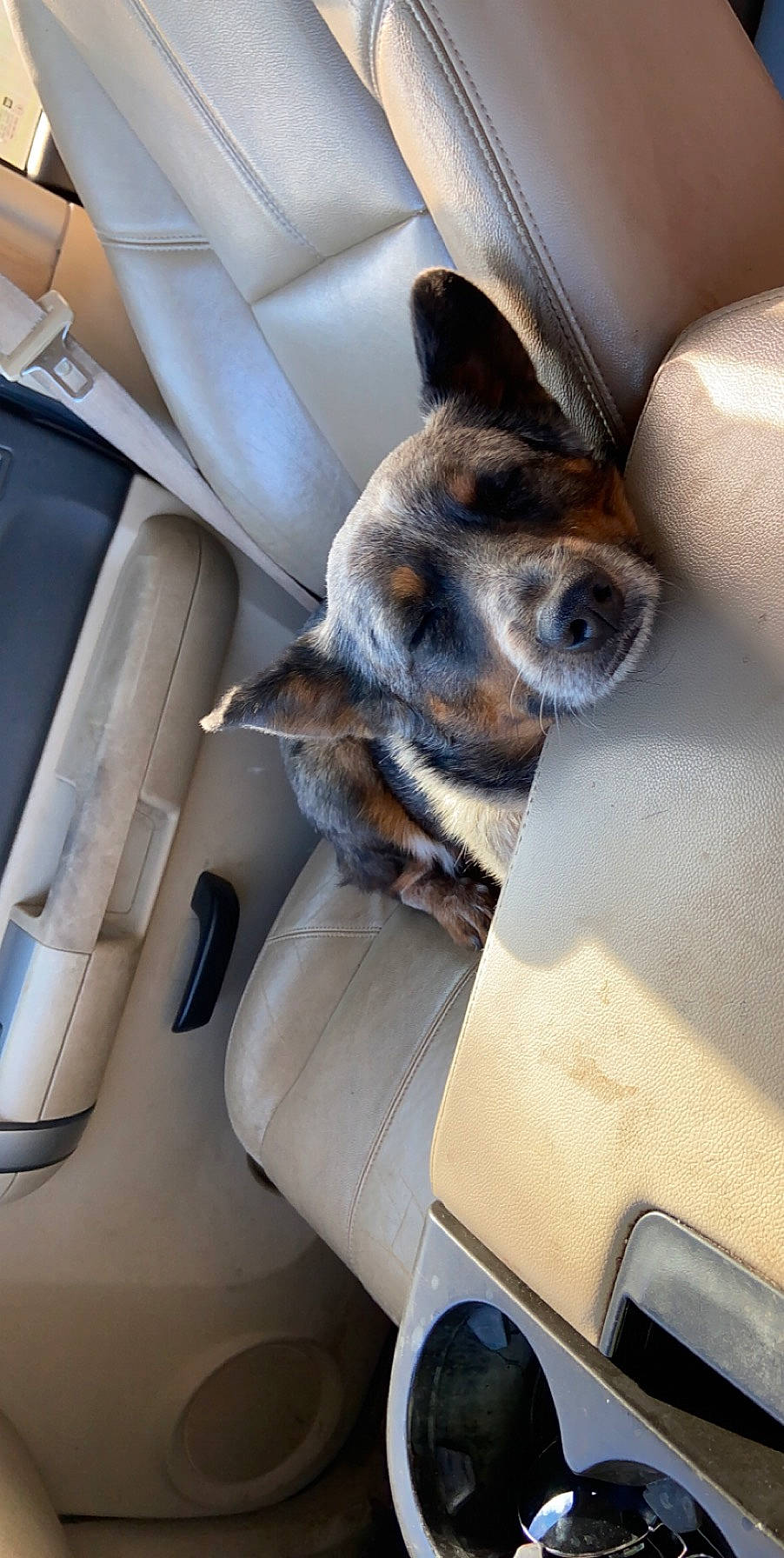 Bailey joined the competition — help win amazing prizes! auto_part, canidae, car, car_seat, car_seat_cover, carnivore, dog, dog_breed, sporting_group, vehicle, vehicle_door