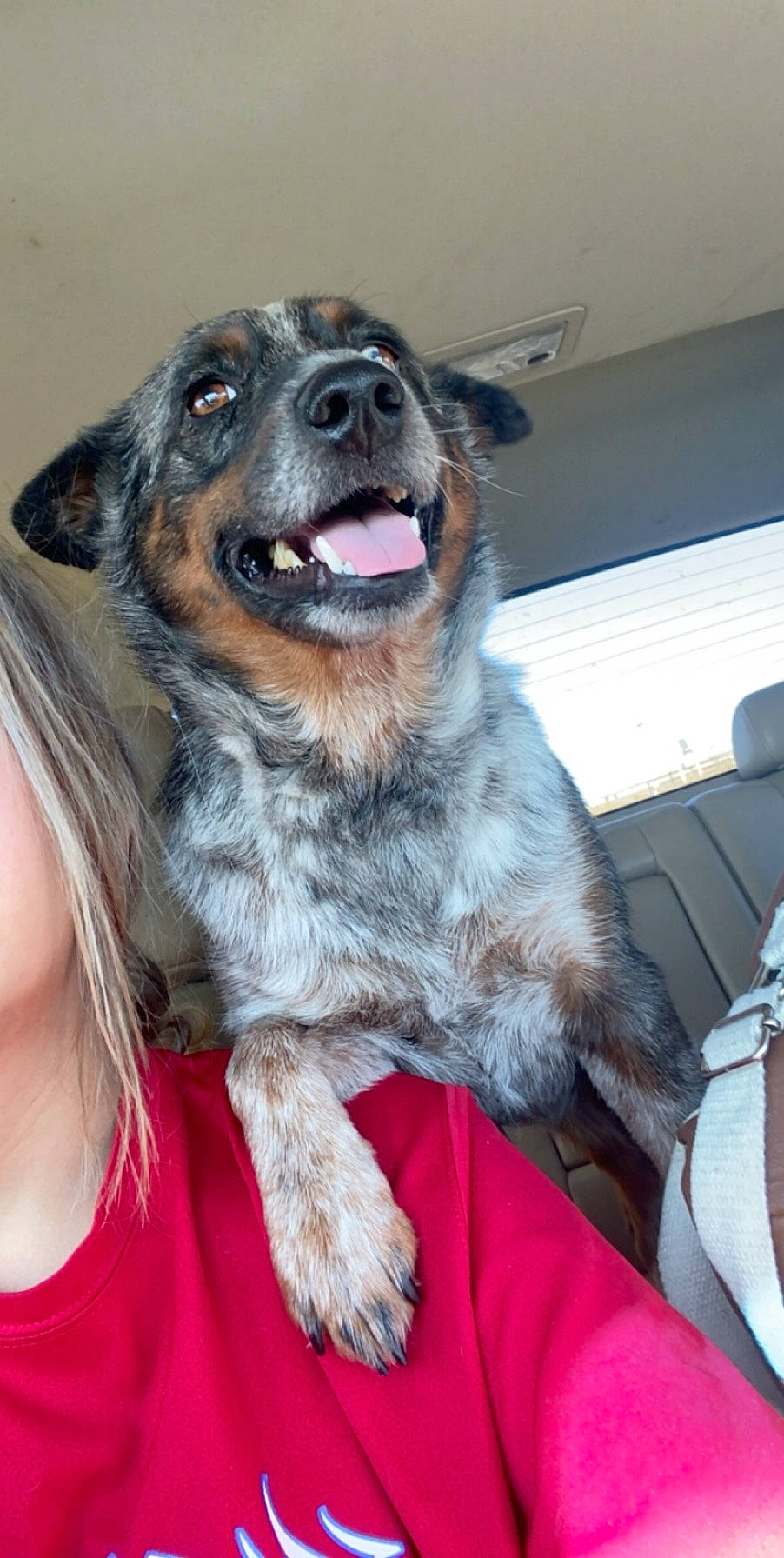 Bailey joined the competition — help win amazing prizes! australian_cattle_dog, australian_shepherd, canidae, carnivore, companion_dog, dog, dog_breed, fawn, koolie, mammal, miniature_australian_shepherd, snout, sporting_group, texas_heeler, working_dog