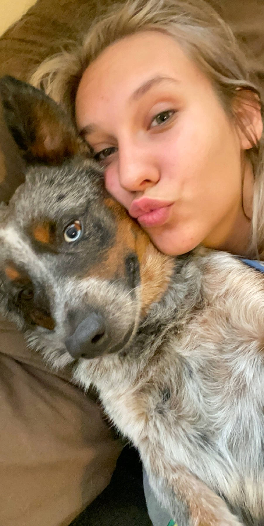 Bailey joined the competition — help win amazing prizes! australian_cattle_dog, canidae, carnivore, companion_dog, dog, dog_breed, fur, koolie, nose, photography, puppy_love, selfie, snout, texas_heeler
