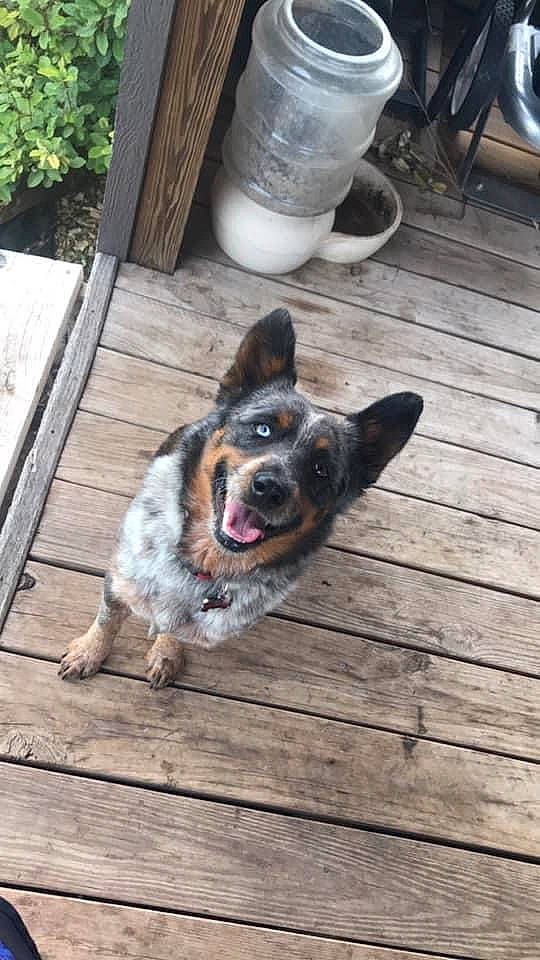 Bailey joined the competition — help win amazing prizes! australian_cattle_dog, australian_shepherd, canidae, cardigan_welsh_corgi, carnivore, companion_dog, dog, dog_breed, herding_dog, mammal, snout, sporting_group, texas_heeler, working_dog