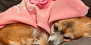 Baby Victoria is registered to the contest to win money with this photo: bed, blanket, chihuahua, close_up, cozy, cute, dog, ear, eyes, fabric, face, fur, home, hoodie, indoor, pet, pink, portrait, resting, sleeping