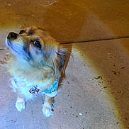 Baby Victoria joined the competition — help win amazing prizes! big_eyes, close_up, collar, concrete, curious, cute, dog, fur, id_tag, looking_up, nighttime, outdoor, pavement, paws, pet, portrait, shadow, sidewalk, small_dog, sweater