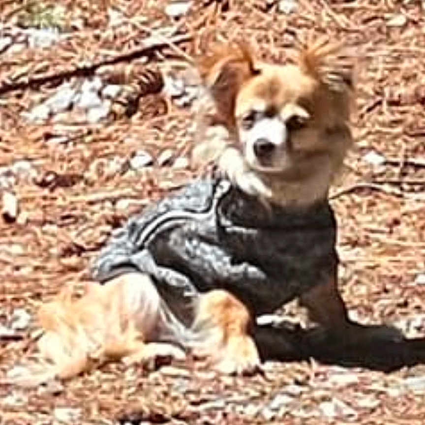 Baby Victoria joined the competition — help win amazing prizes! battery_icon, chihuahua, dog, ears, face, forest_floor, furry, ground_cover, mobile_screenshot, outdoors, pet, phone_ui, photograph, pine_needles, shadow, sitting, small_dog, status_bar, sunlight, sweater