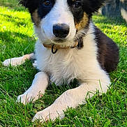 Tonka participe au concours pour gagner de l'argent avec cette photo : adorable, animal, canine, collar, cute, daylight, dog, ears, fur, garden, grass, greenery, lying_down, mammal, nature, outdoor, pet, playful, puppy, young