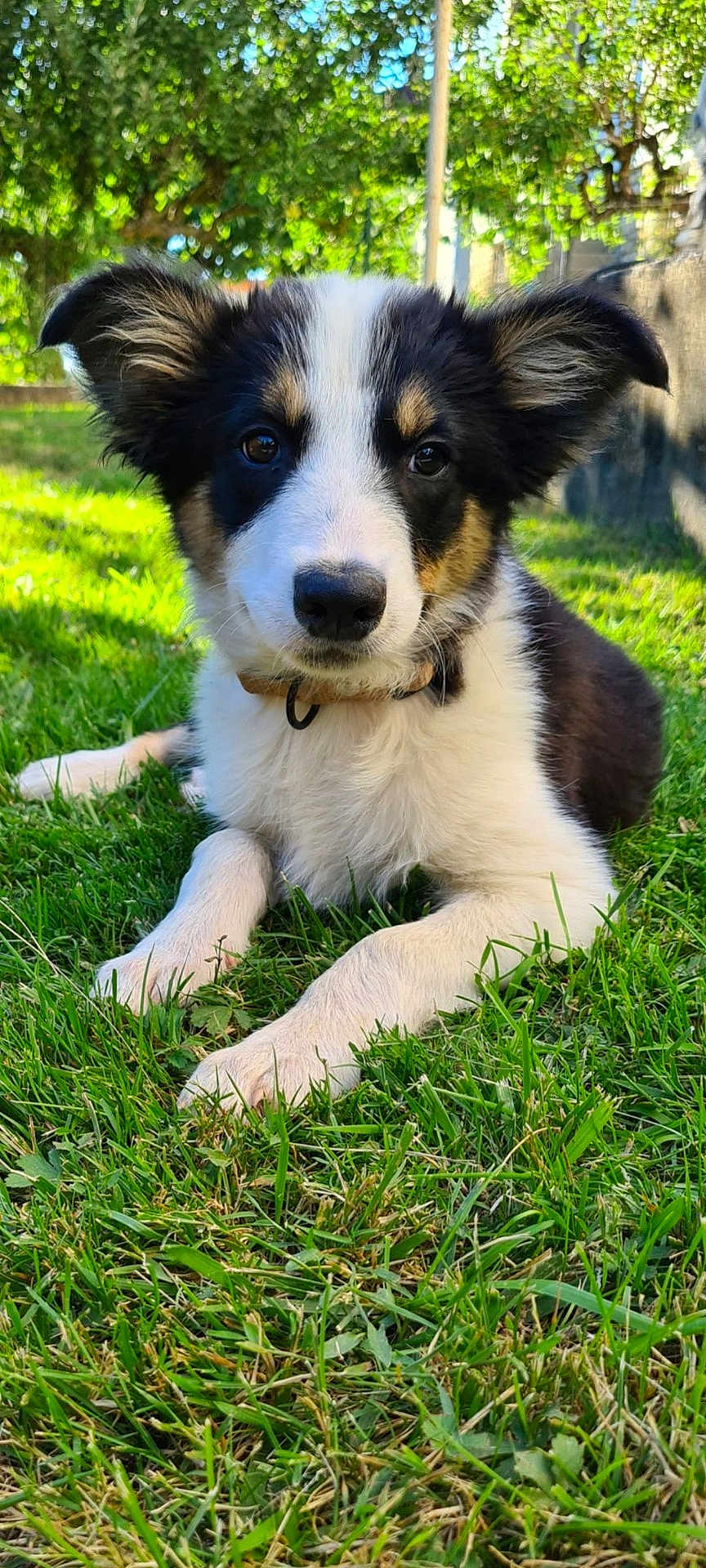 Tonka