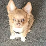 dog, puppy, small_dog, fluffy, ears, carpet, looking_up, pet, cute, collar, indoor, animal, fur, brown, white_paws, adorable, young_dog, companion, friendly, alert