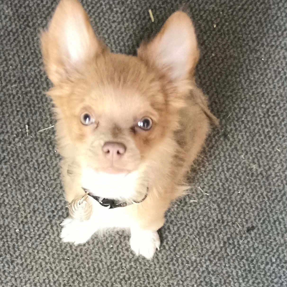 Baya