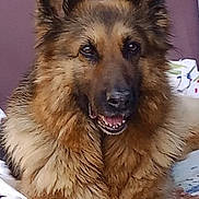 Lana participe au concours pour gagner de l'argent avec cette photo : dog, german_shepherd, pet, animal, fur, ears, nose, mouth, teeth, bed, blanket, indoor, portrait, canine, happy, relaxed, comfort, mammal, companion, cute