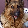 dog, german_shepherd, pet, animal, fur, ears, nose, mouth, teeth, bed, blanket, indoor, portrait, canine, happy, relaxed, comfort, mammal, companion, cute