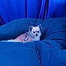 dog, small_dog, chihuahua, blanket, blue, cozy, indoor, pet, fur, curtains, resting, comfort, cute, animal, snug, domestic_animal, mammal, bedroom, relaxing, fluffy