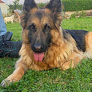Laïka a rejoint le concours — aidez-le/la à gagner de superbes lots ! dog, german_shepherd, grass, outdoor, animal, pet, tongue_out, fur, ears, nature, person, goat, farm, sky, clouds, house, greenery, shoes, daylight, relaxed