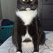 Salem joined the competition — help win amazing prizes! animal, bed, bedroom, black_and_white, cat, close_up, cute, domestic_cat, feline, fur, furniture, indoor, laundry_basket, pet, portrait, quilt, sitting, tuxedo_cat, whiskers, yellow_eyes