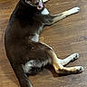 animal, brown, canine, dog, domestic, ears, floor, fur, happy, house, indoor, laying_down, looking_back, pet, playful, room, tail, tongue_out, white, wooden_floor