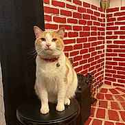Milo is registered to the contest to win money with this photo: bell, black_stool, brick_wall, cat, cozy, domestic_cat, feline, floor, fur, household, indoor, looking_at_camera, orange_and_white_cat, pet, red_bricks, red_collar, sitting, stool, whiskers, white_mortar